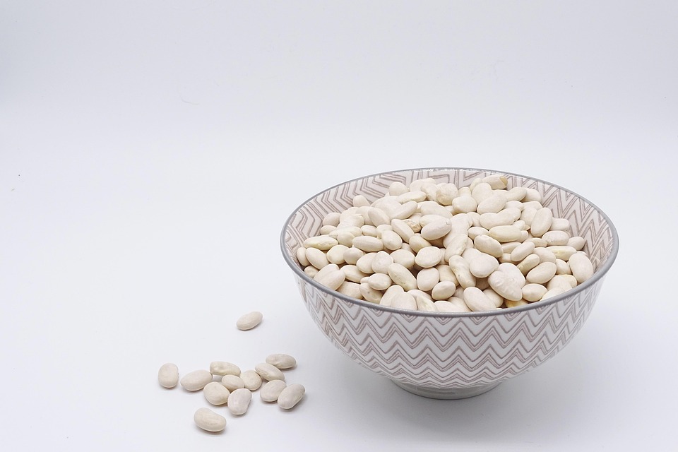 high protein dog food