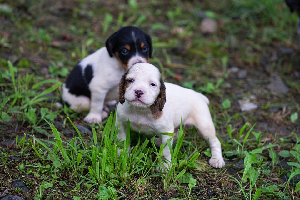 dog separation anxiety help