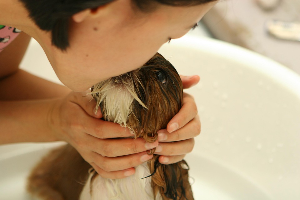 dog grooming tips