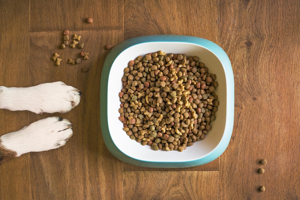 grain free dog food
