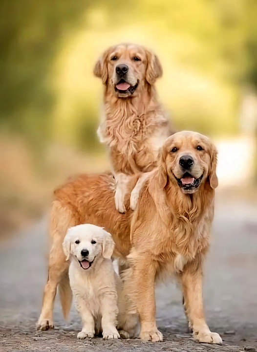 family friendly dog breeds