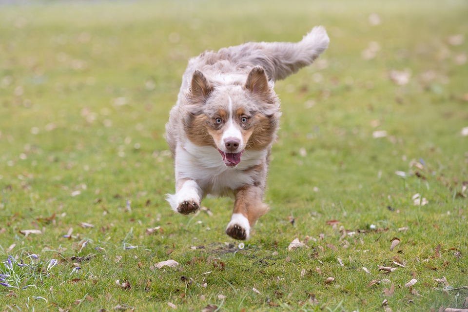 herding dog breeds