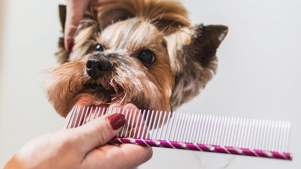 professional dog grooming