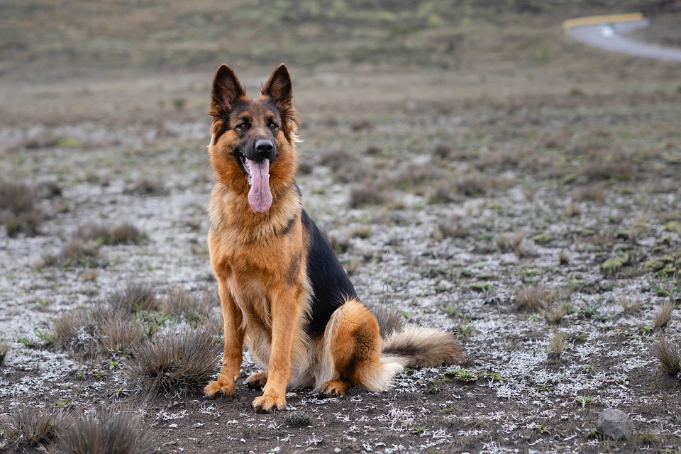 working dog breeds