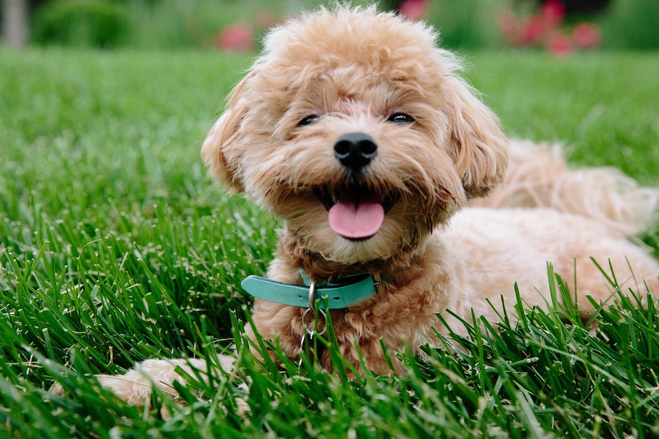 cutest dog breeds
