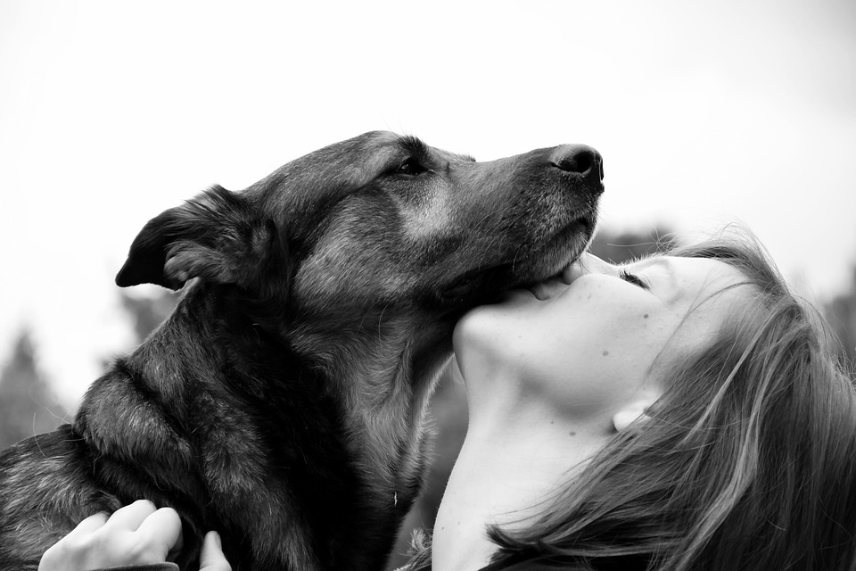 dog trust building tips