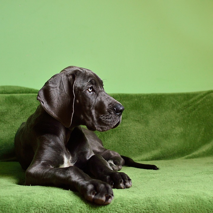 dog breed size guide