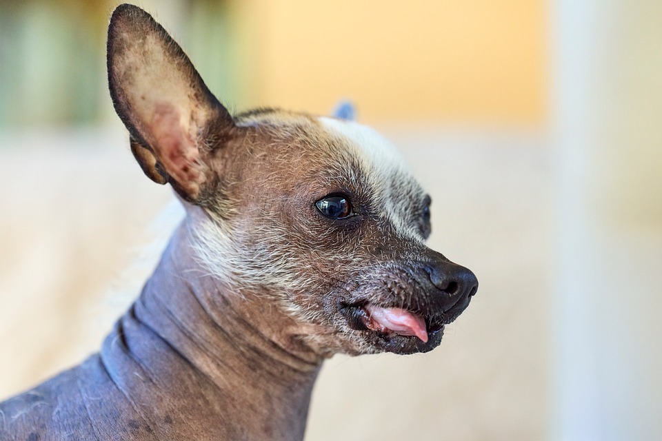 unique dog breeds