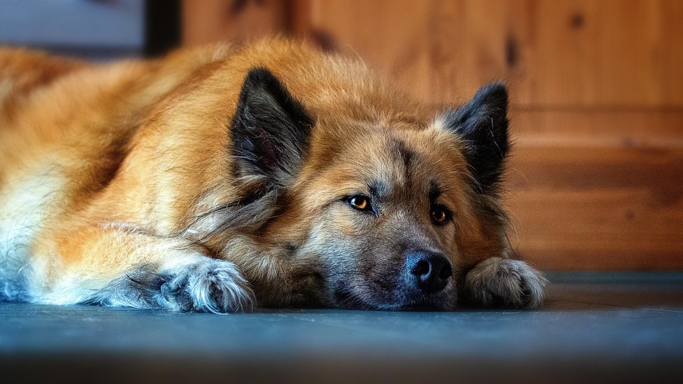 quiet dog breeds