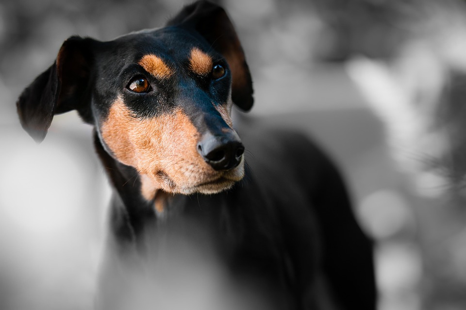 most loyal dog breeds