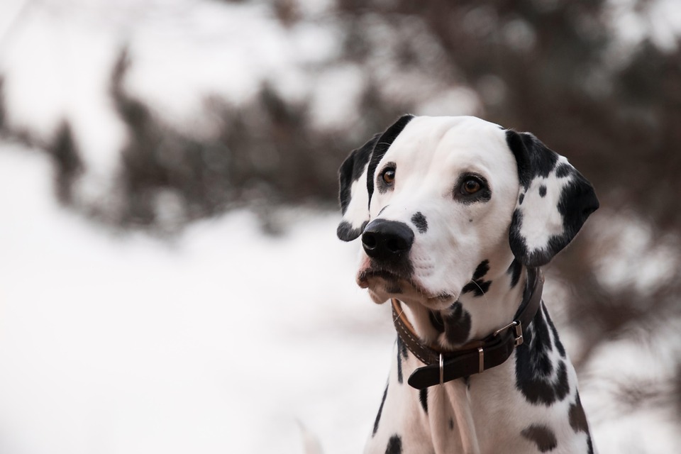 dog tear stain removal