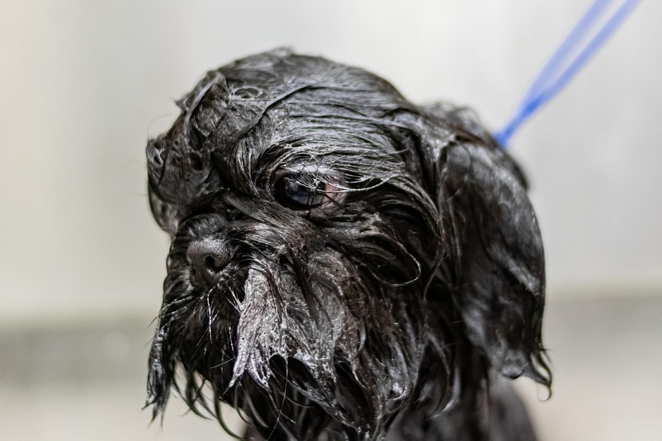 puppy grooming tips