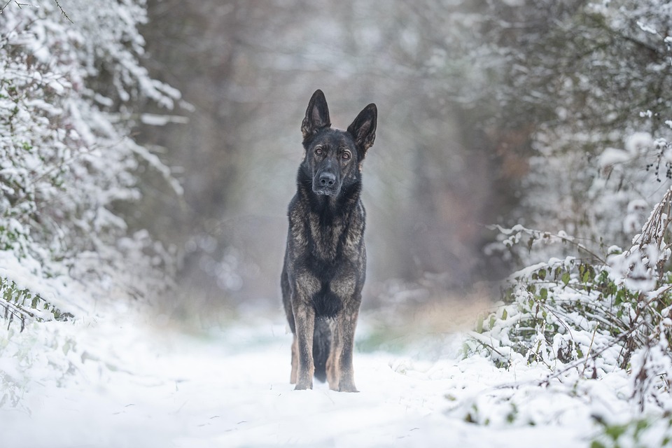 dog winter care