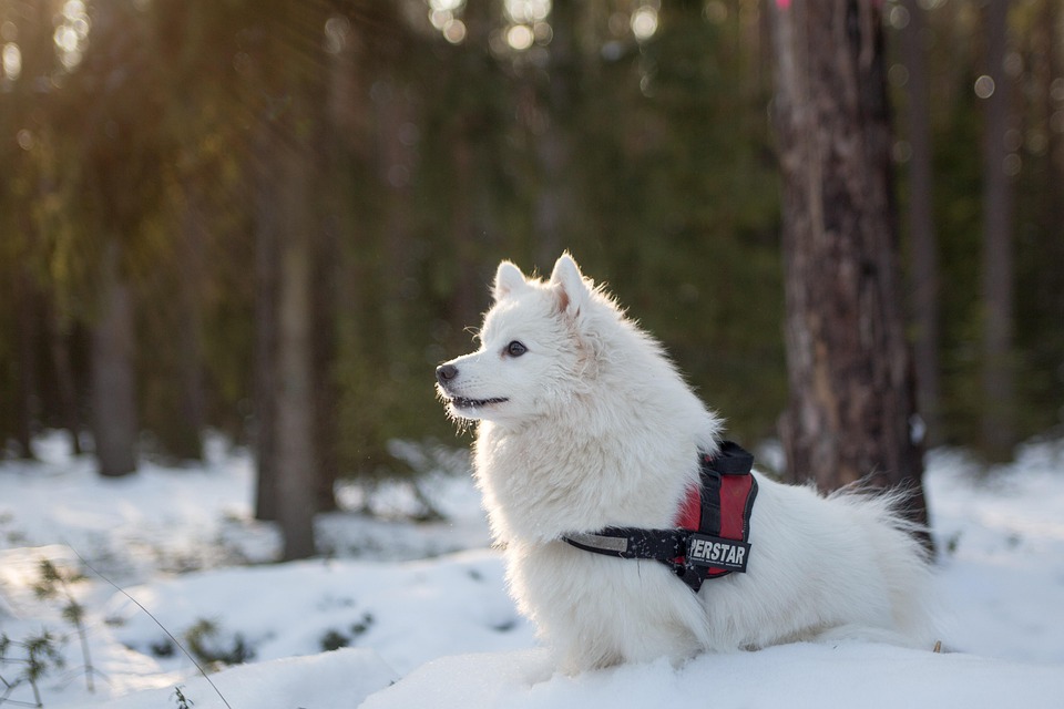 dog grooming for winter