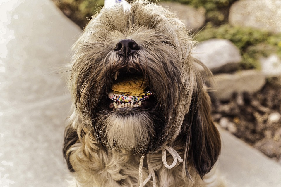 homemade puppy food