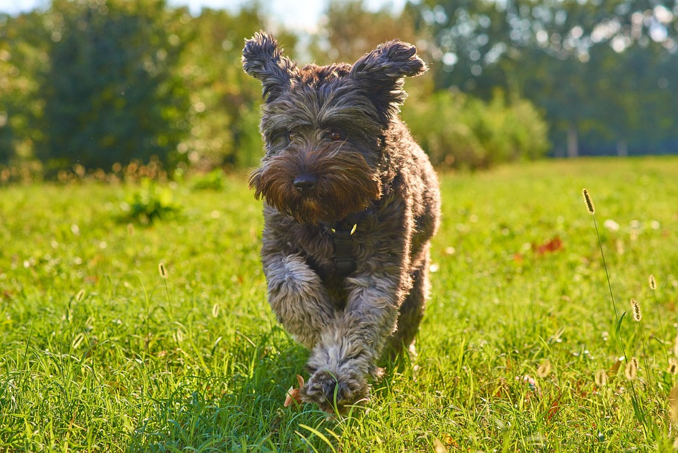 dog park etiquette