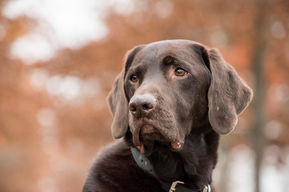 dog kidney diet dogs