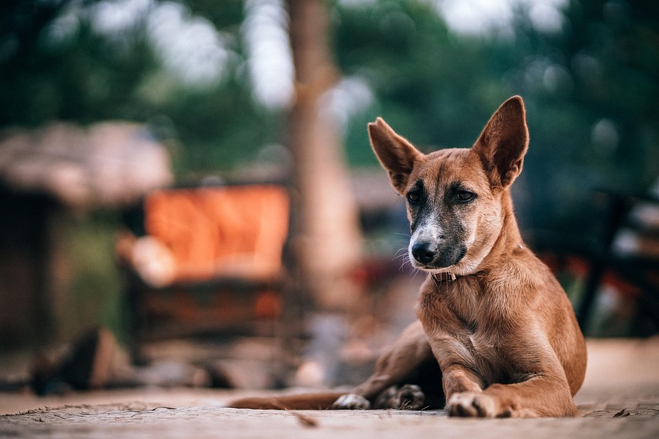 purebred vs mixed breed dogs