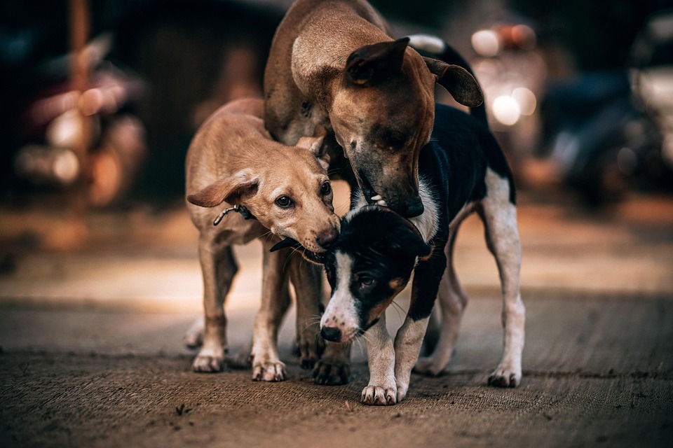 dog bonding activities