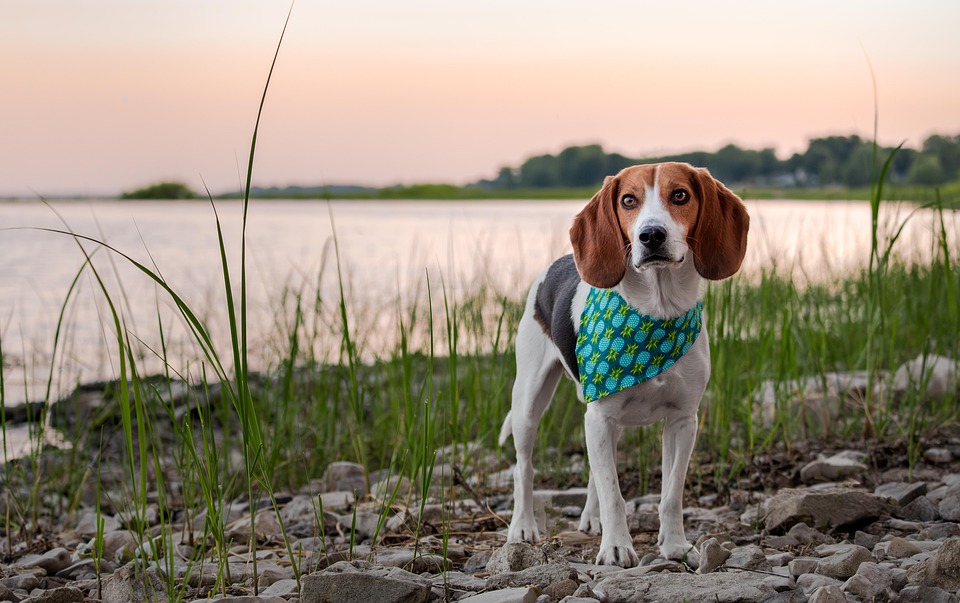 best hunting dog breeds
