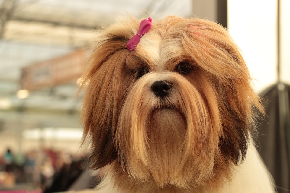 dog breeds with long hair