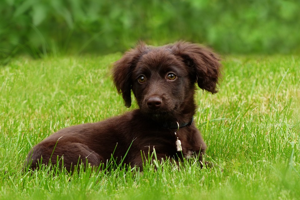 medium dog breeds
