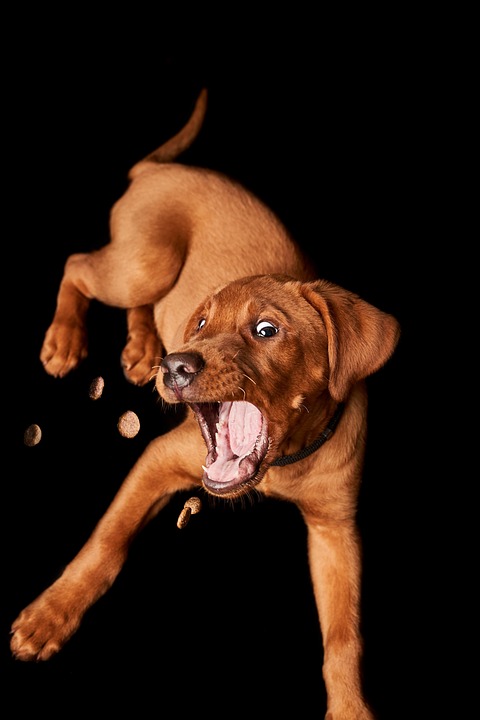 best treats for dogs