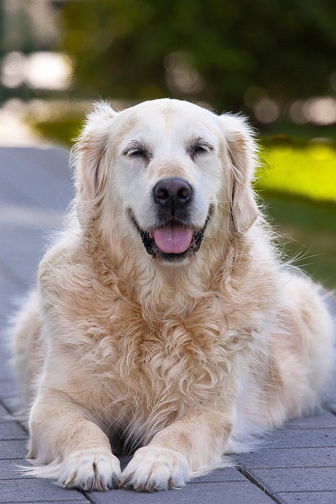 best senior dog food