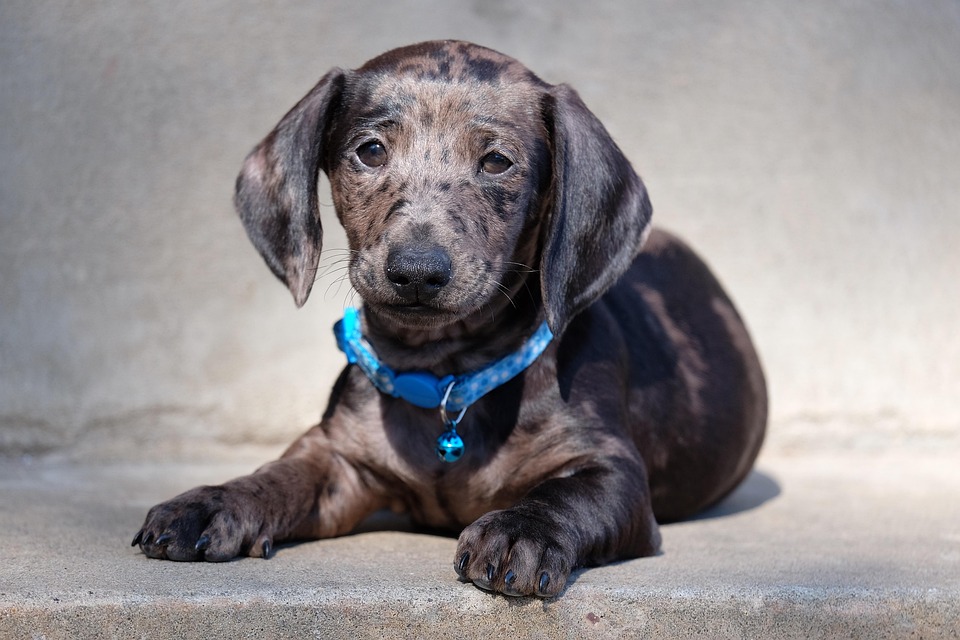 dog breeds with short hair