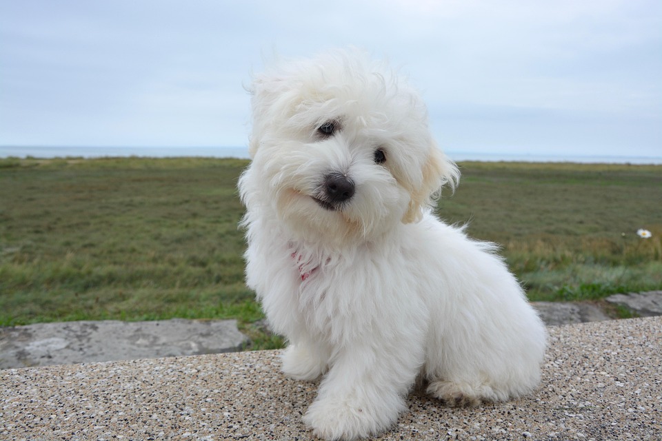 dog coat shine tips
