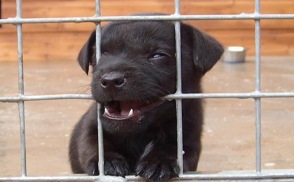 best companion dog breeds