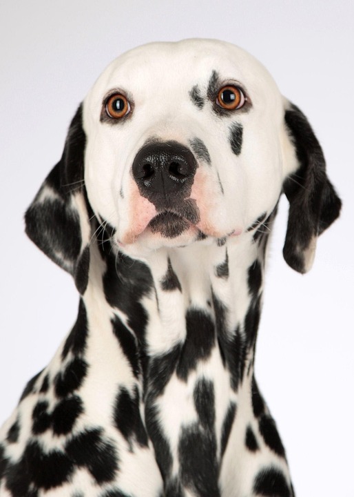 dog breeds list