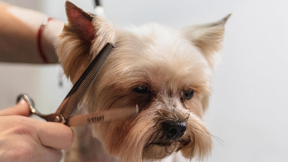 dog grooming tips