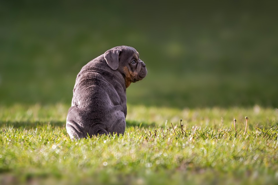 popular dog breeds
