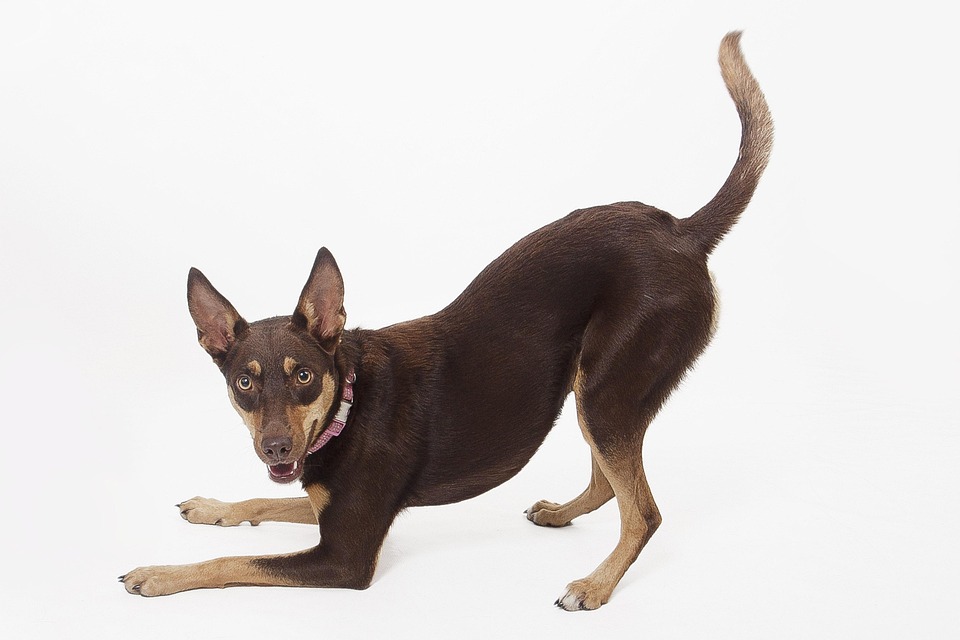 vet recommended dog food