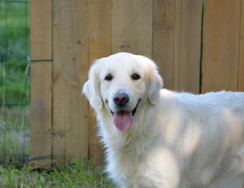 dog nutrition guide